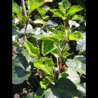 Hibiscus - Hibiscus Rosa-Sinensis cv Le Vaucluse (fam Malvacees) (02)